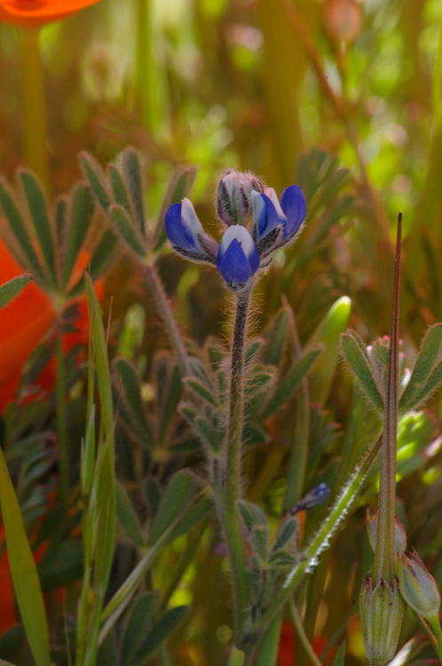 fresh young Lupine growing erect