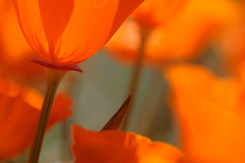 close up image of California poppies 