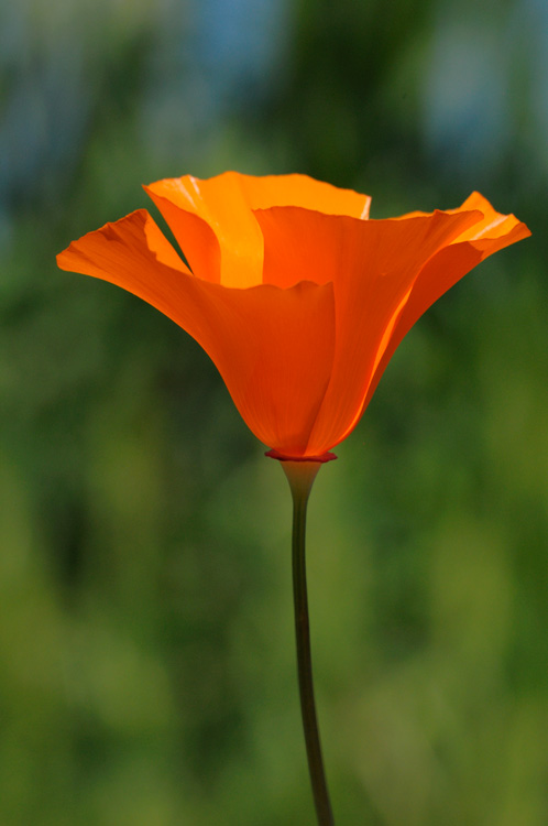 A perfect California Poppy colored and glowing with life