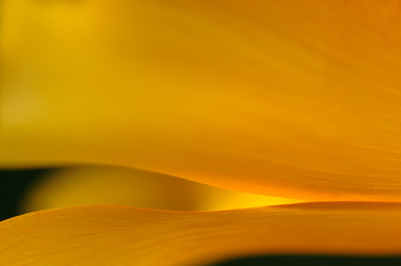 photographing wild flowers