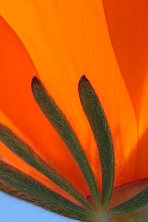 lupine and poppy blossom