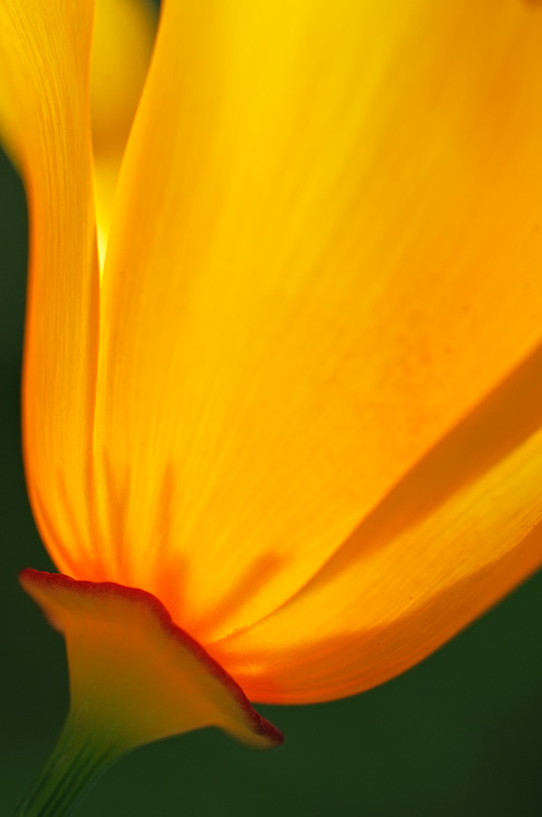 The only peach colored poppy I found, and it was a beauty