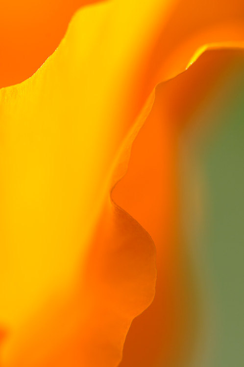 macro photo close up view of poppy petals