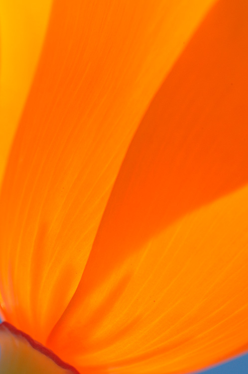Close up view of a California Poppy