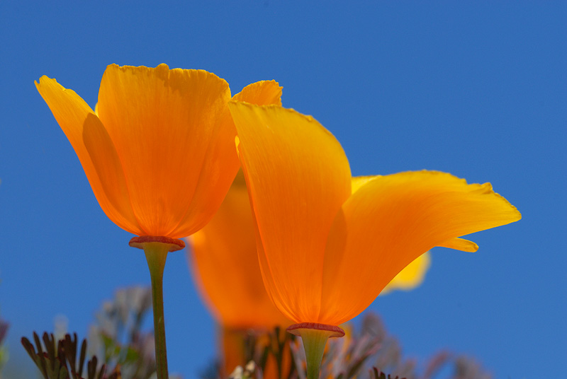 Poppies Soaking up California Sunshine