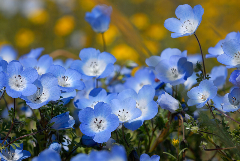 Baby Blue Eyes Wildflowers
