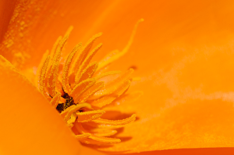 close up photo of the inside of a poppy