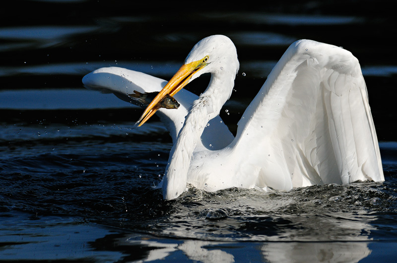 Great Egret in flight, gliding over water