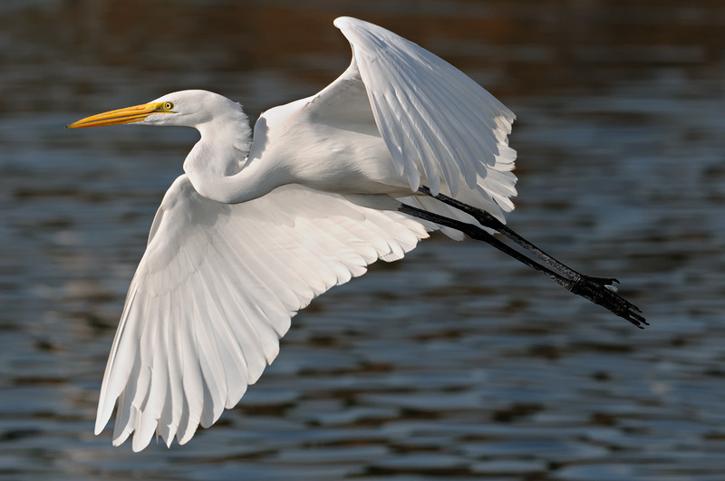 egret-nice-flight.jpg