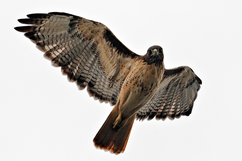 Hawk in flight