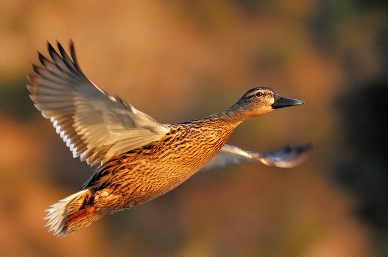 Mallard Duck Flying. Mallard Ducks