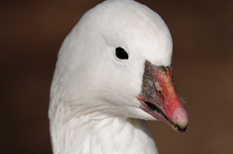 Ross Goose close up portrait 