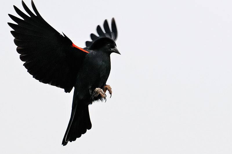 Image result for  blackbird flying 