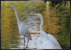 Egret photography Field Notes