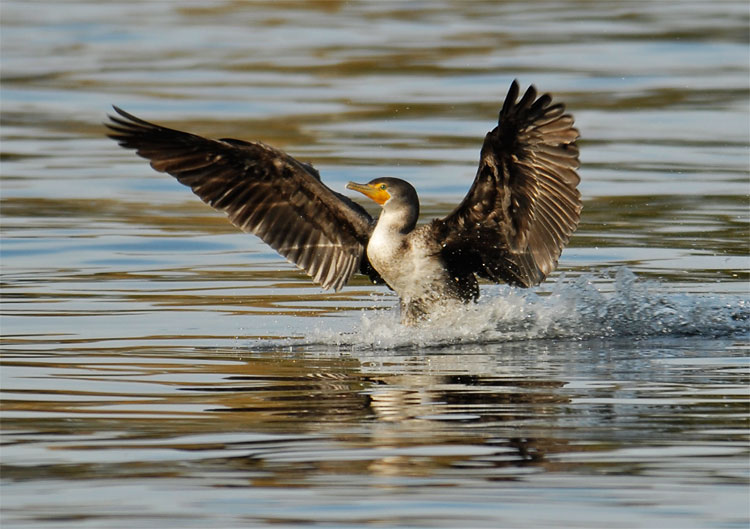 Cormorant coming in for a landing