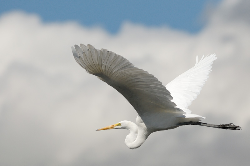 Great Egret in flight with nice clouds in the background
