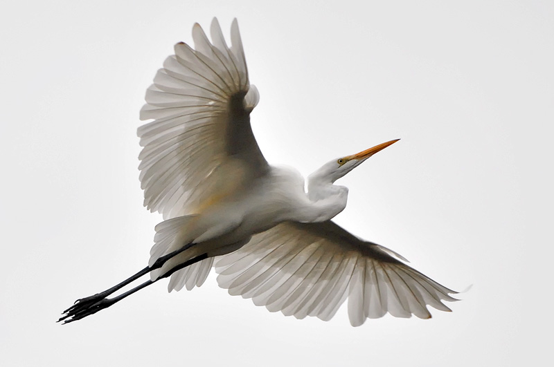 Great White Egret flying towards the clouds