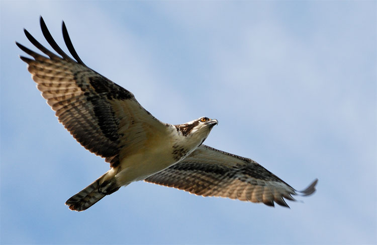 Osprey circling looking for lunch