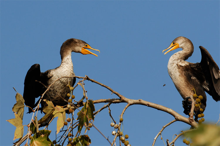 A pair of cormorants up in a tree, and a bee