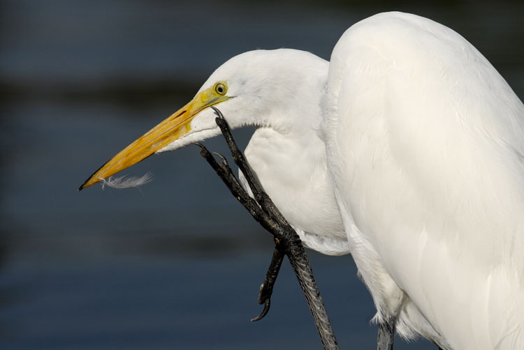 Great Egret bothered by a feather on its bill