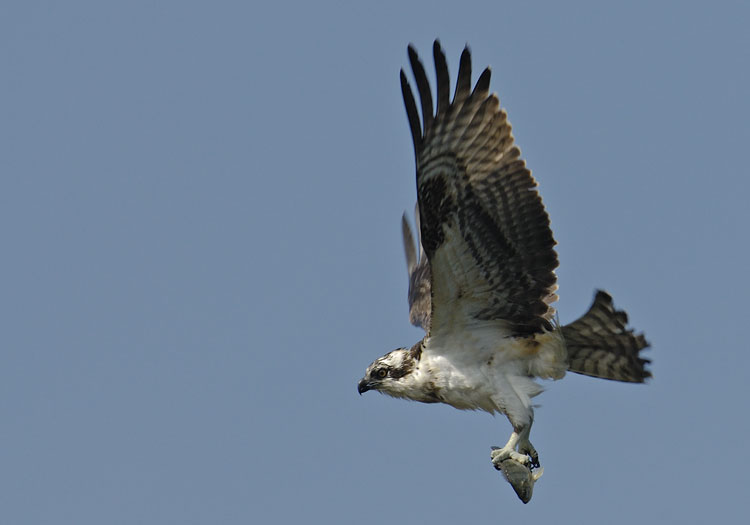 osprey in flight with a fish in its tallons
