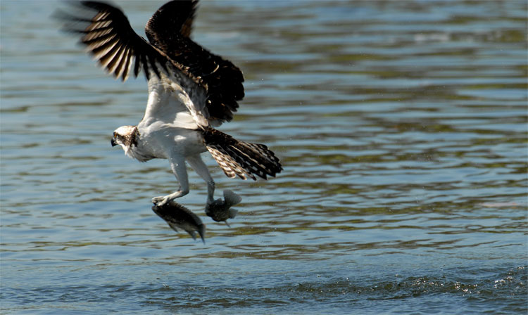 osprey-fishing-2-fish.jpg