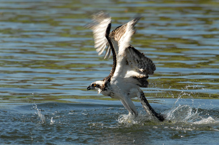 Osprey exiting the water, with two fish