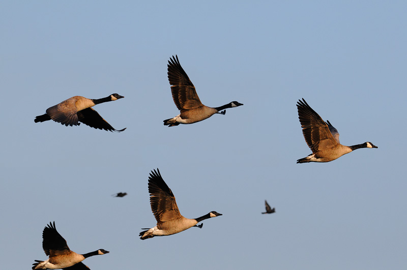 Canada Geese and a pair of small birds enjoying a sunrise flight