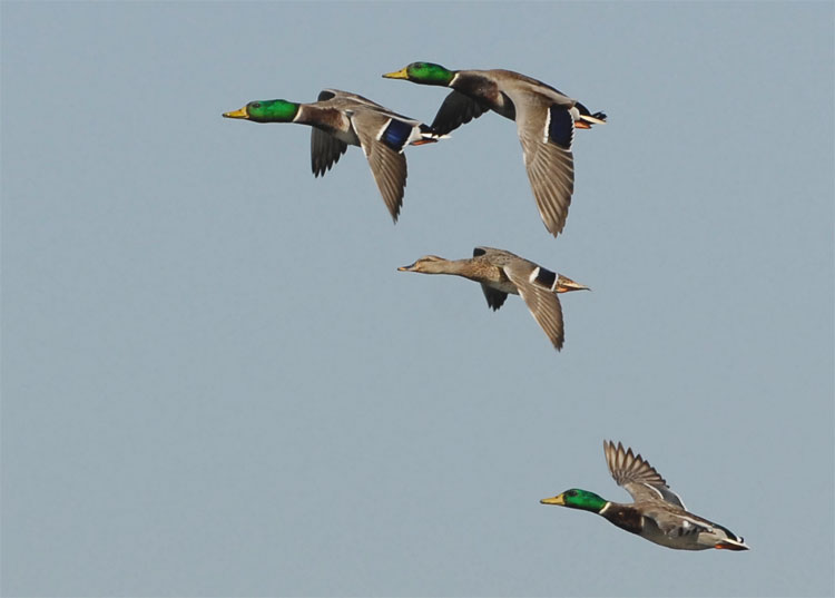 Flock of Mallard ducks, in flight, enjoying life