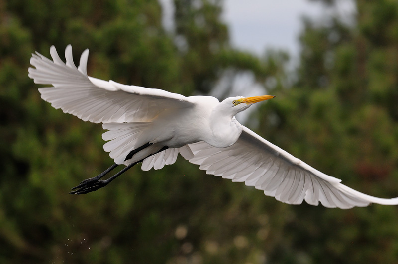 Egret flying by at close range