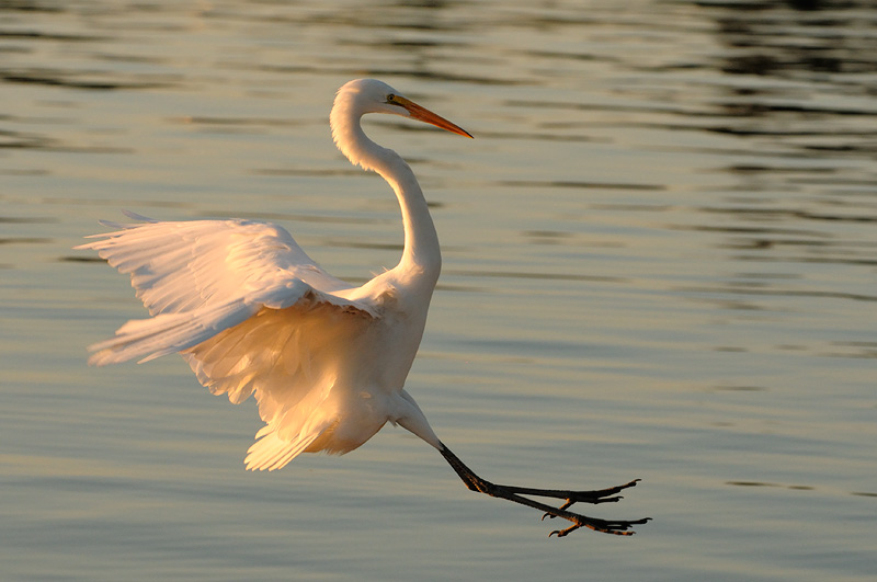 Great Egret landing in sunset light
