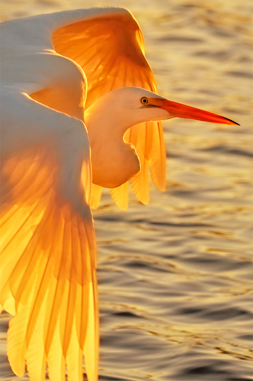 Great Egret in flight at sunset, with back lit wings glowing with color