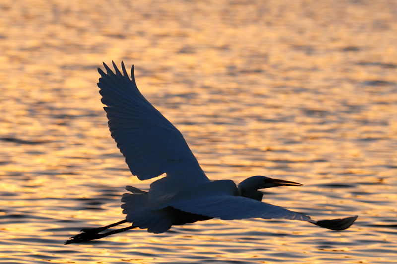 Egret in sunset flight