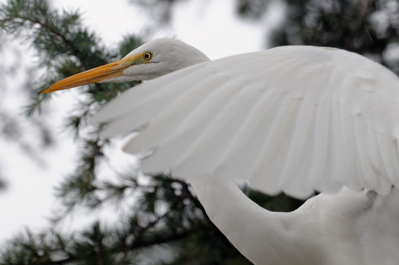 Gorgeous Great Egret
