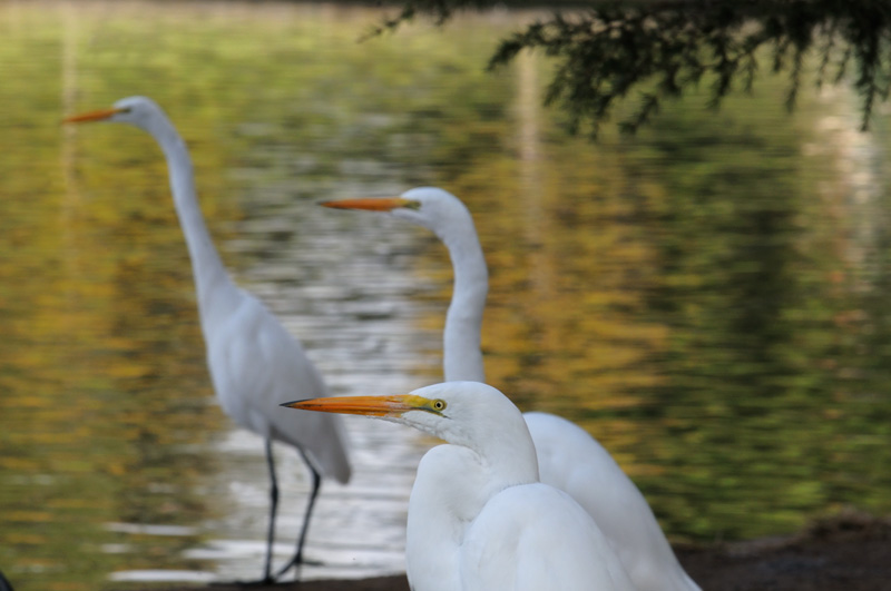 Three egrets at close range, keeping an eye on the water for fish