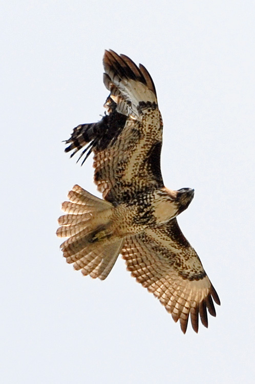 Mid air collision, the Sharp-Shinned hawk attacked the Red-Shouldered Hawk