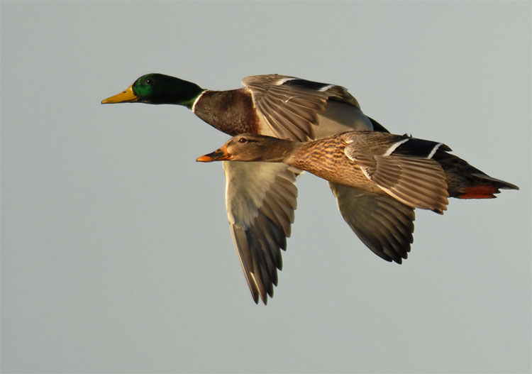 pair of mallard ducks in flight
