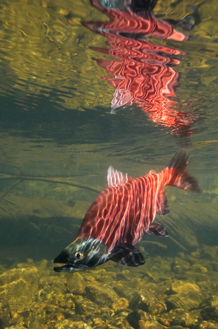 Red Kokanee salmon underwater reflection