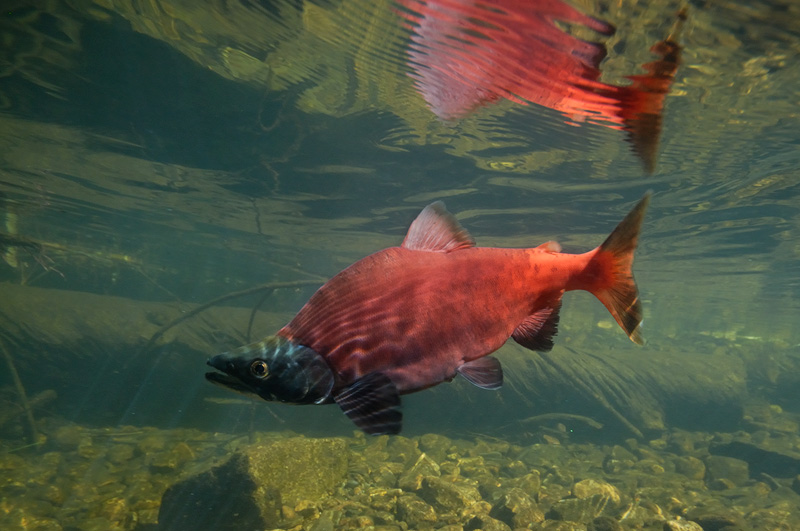 Bright red male Kokanee salmon photograhed underwater