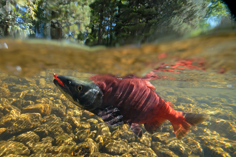 underwater photo of a Kokanee Salmon caught fly fishing