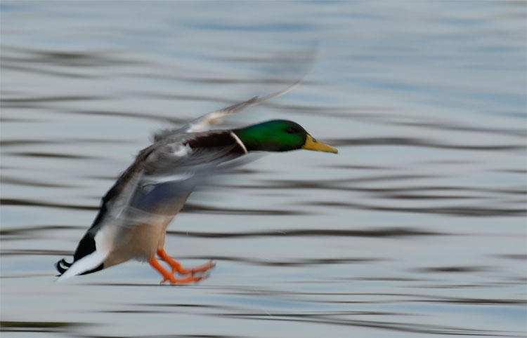 Mallard drake with gear and flaps down