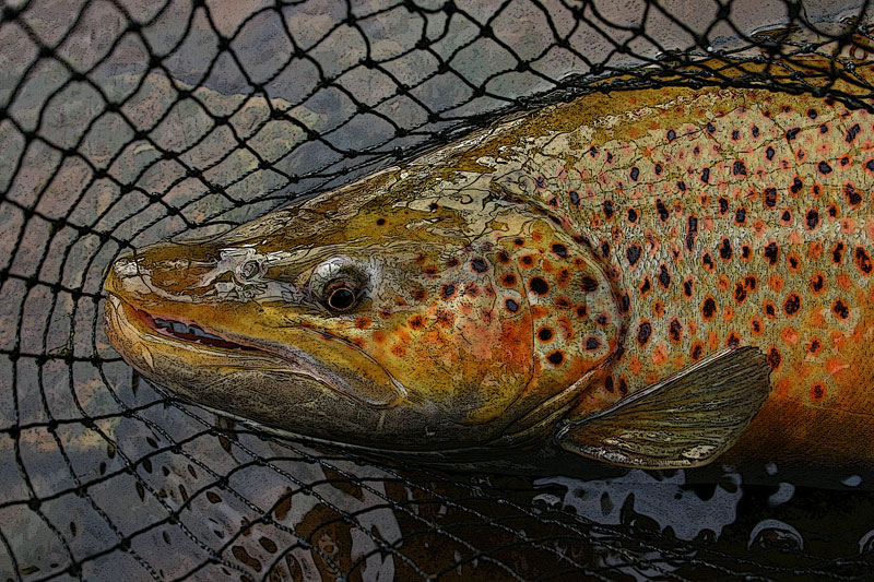 brown trout in a net, with a little Photoshop treatment