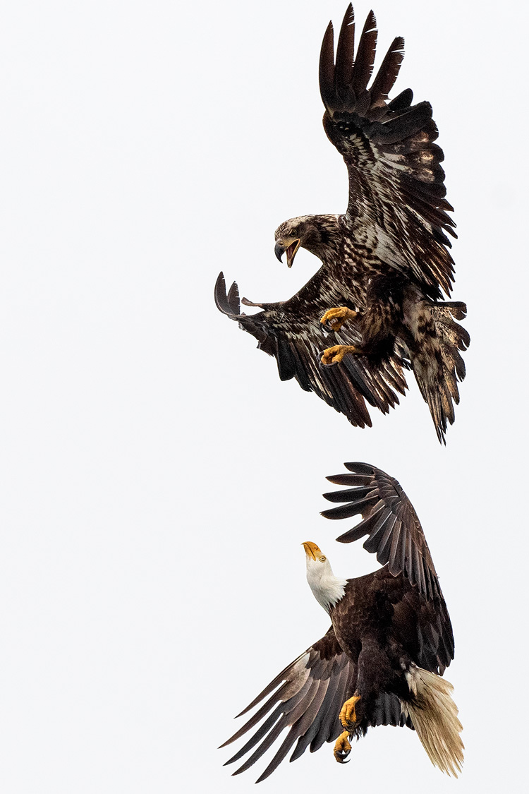 Bald Eagles if flight, young imature eagle threatening an adult with a white head and tail, talons drawn