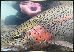 Fly Fishing Alaska 2022