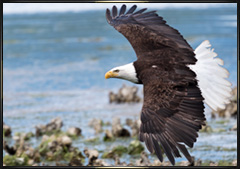 bald eagle photography