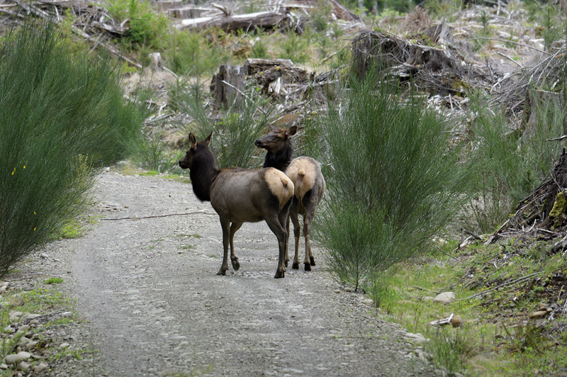 Pair of female Elk cows on a gravel road