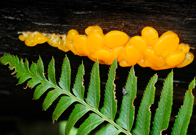 orange tree fungus and fern leaf