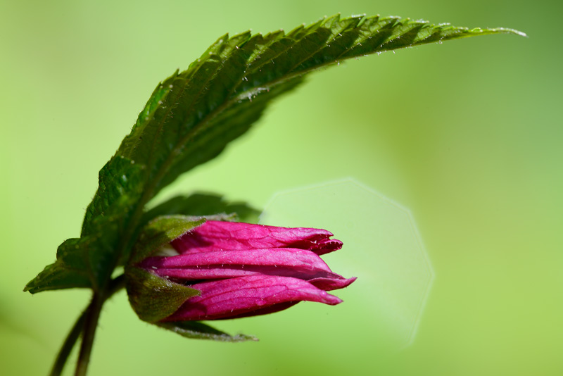 macro close up photography of a small crimson colored Salmonberry flower and leaf