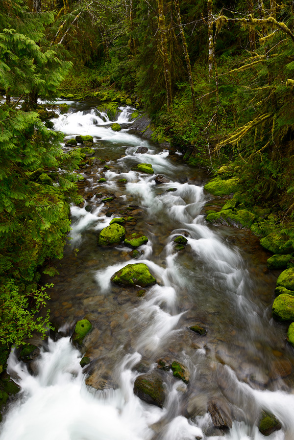 Beautiful Hoh Rainforest stream surrounded with glowing spring green foliage