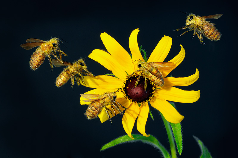 detailed realistic honeybee replica models on a wildflower